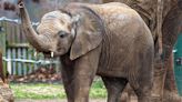 Louisville Zoo announces 3-year-old elephant calf, Fitz, dies of virus