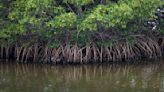 This disease is the latest threat to Florida’s vulnerable mangrove trees