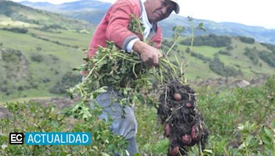 Estas son las tres provincias con mayor producción de papa en Ecuador