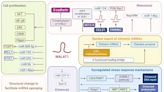 Study reviews the role of a ribonucleic acid 'MALAT1' in hematological malignancies