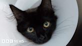 Life-saving surgery for kitten trapped in engine