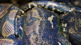 Woman found dead swallowed by python in Indonesia