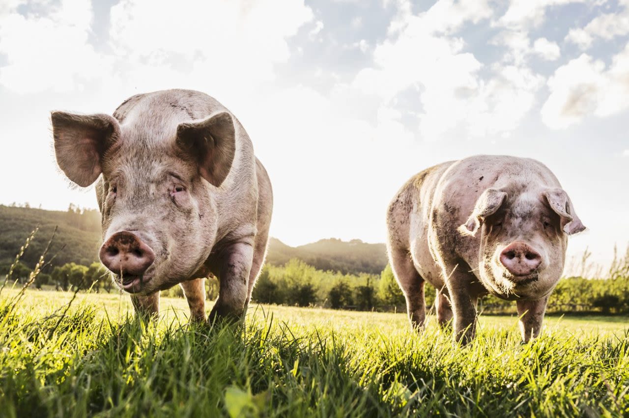 Deputies searching for owner of two loose pigs in Root