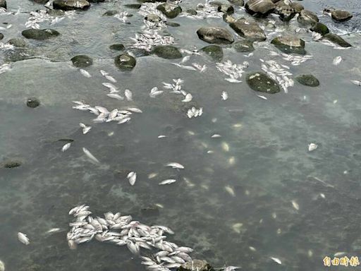 中壢老街溪1.5萬條魚暴斃飄惡臭 環保局研判溶氧量偏低所致
