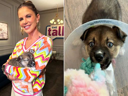 Natalie Morales Rescues a Blue-Eyed Puppy on “The Talk”