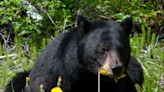 Women: Would you rather meet a bear or a man alone in the woods? I’d pick the bear | Opinion