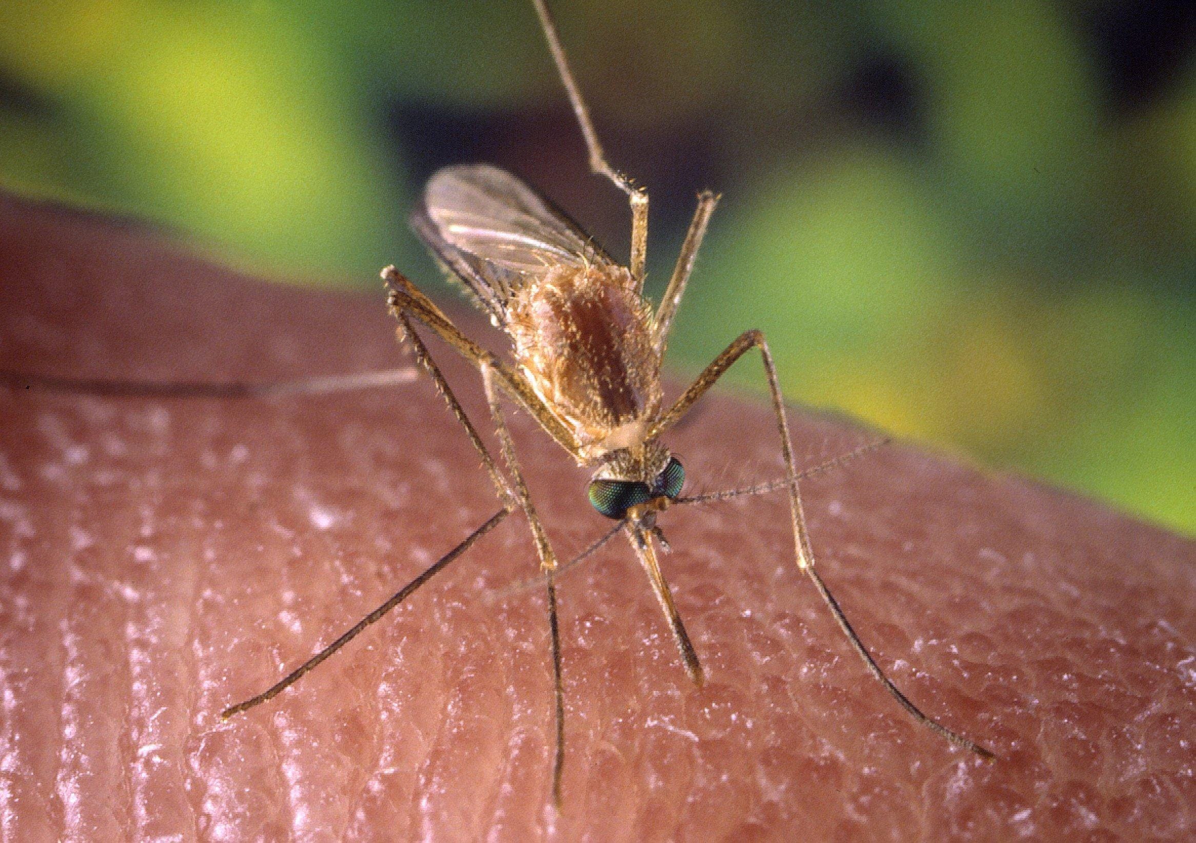 Take Care: Common questions about West Nile virus