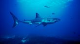 Are Shark Attacks Increasing? Here Are What the Data Say