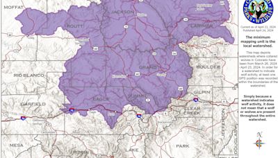 Colorado wildlife agency identifies wolf likely killed by mountain lion