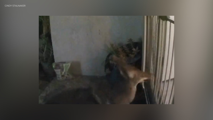 Watch: Coyote tries to enter California home, attack cat