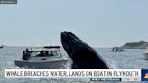 SEE IT: Whale leaps on top of boat near Massachusetts in shocking video