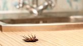讓蟑螂討厭你家就對了！這5五招不用藥劑，天然滅蟑簡單又有效