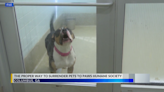 Paws Humane Society shares proper way to surrender a pet