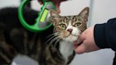 Cat owners warned to microchip pets or face fine