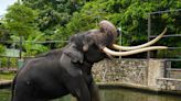 ‘Neglected’ elephant back in Thailand after diplomatic spat escalated over alleged mistreatment