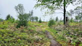 See views of Broad Mountain on a guided hike in Pennsylvania’s Rothrock State Forest