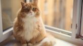 Cat ‘Axel’ Becomes TikTok Star During Weight Loss Journey