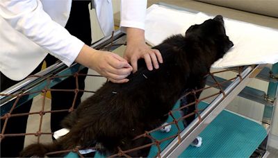 寵物也能看中醫! 針灸.推拿"溫和調理"舒緩疼痛