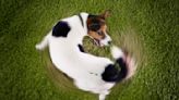 Why is my dog spinning in circles? A vet explains
