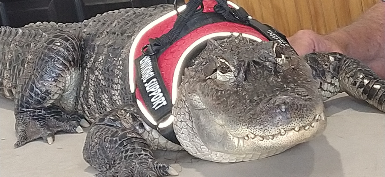 'Help Is Needed': Wallygator, Beloved Emotional Support Alligator, Stolen!
