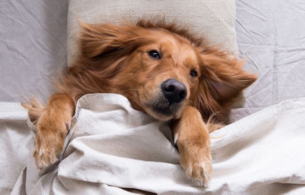Golden Retriever Dad’s Parody of Letting a Dog Sleep in Bed Is So Spot-on