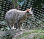 African wildcat