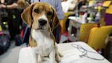 4000隻實驗小獵犬遭餵糞或監生餓死 冷血美企被罰款2.7億