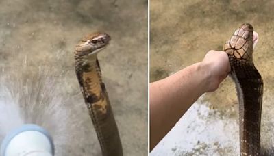 Video of Indonesian King Cobra getting bathed goes viral, internet compares the reptile to a cat