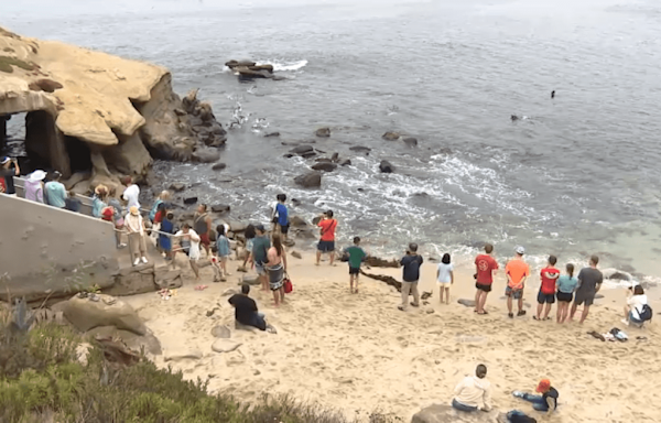 ‘We want it for humans only': San Diego group pushes to get sea lions out of La Jolla Cove