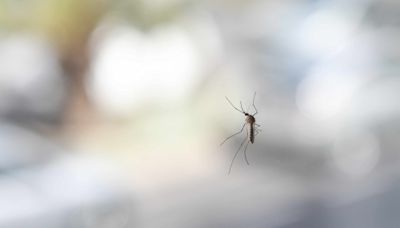 What to Know About Dengue Fever As It Spreads in the U.S.