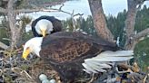 Viral Bald Eagle Couple’s 3 Chicks 'Unlikely' to Hatch — but They’re Still 'Taking Dedicated Care' of the Eggs