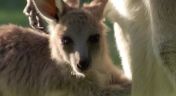 8. Robert's Baby Kangaroo