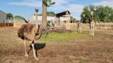 Zoo ostrich known for her zany dances dies after swallowing keys