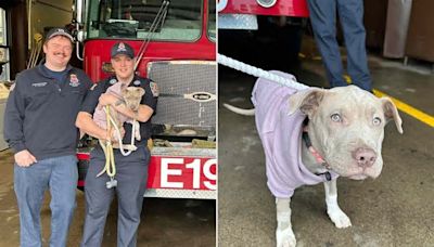 N.Y. Dog Who Lost Her Leg in a Car Accident Is Adopted by Her Firefighter Hero