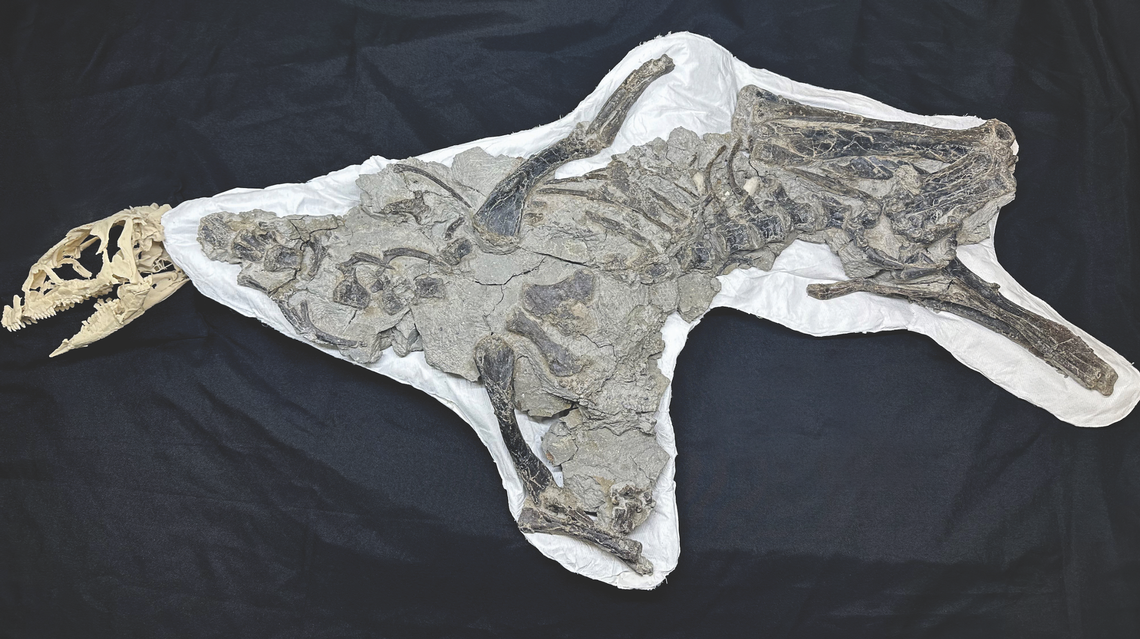 Strong arms, big feet: NC State paleontologists discover a digger of a dinosaur