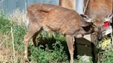 Chronic wasting disease increases in south central Pa. deer herd