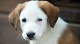 En Ambato hay indignación por la aplicación de eutanasia a 69 cachorros