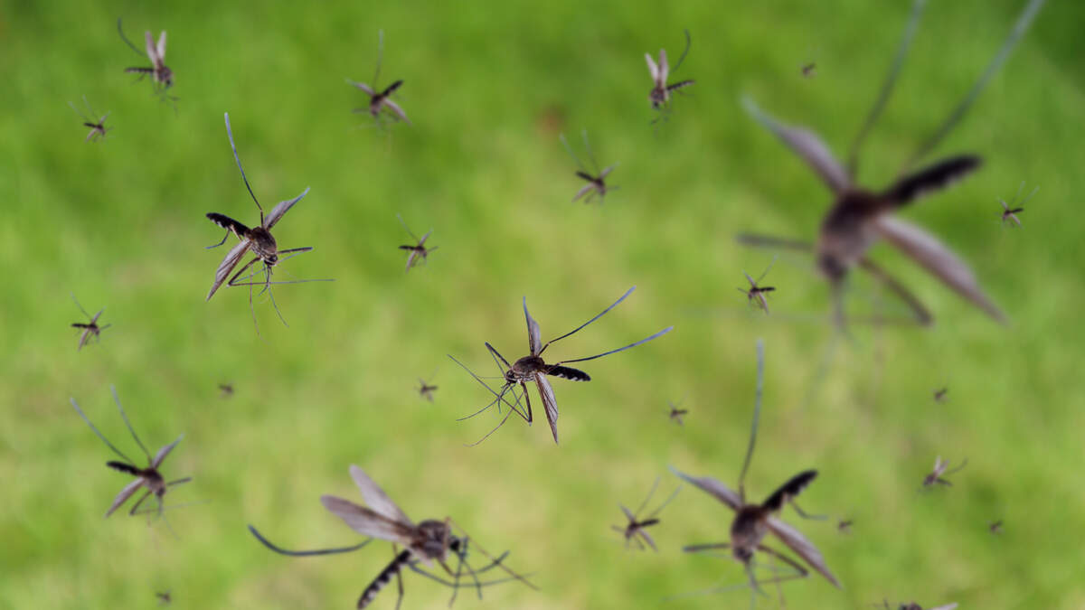 Proactive Measures Underway To Stop Mosquitoes In South Florida | Real Radio 104.1 | Florida News