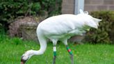 Endangered crane rescued by birders (s)whooping into Wilmette yard with grapes and a puppet