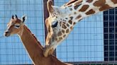 A brown spotless giraffe was born at a zoo in Tennessee — and it's likely the first one in 50 years