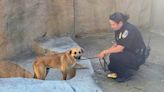 Loose Dog Rescued from San Diego Safari Park After Jumping into Zoo's Gorilla Habitat