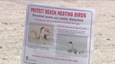 Threatened shorebirds return to nest on Brevard County beach after decade-long absence
