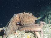 Giant Pacific octopus