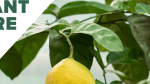 How to Grow Lemon Trees Indoors