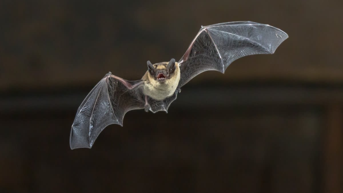 Dead bat infected with rabies found in Pasadena