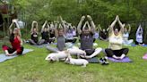 Three little piggies at a yoga class = maximum happiness - WTOP News