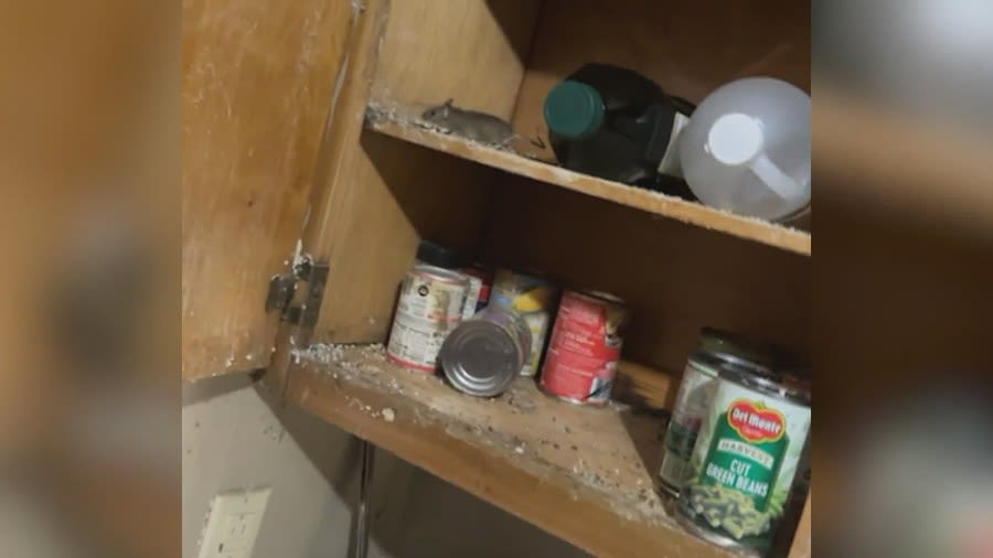 East St. Louis Housing Authority home overrun by mice