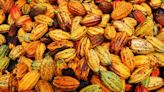 Cocoa prices have fallen 30% in just a couple weeks