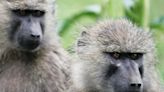 USDA penalizes Promised Land Zoo following shooting death of baboon