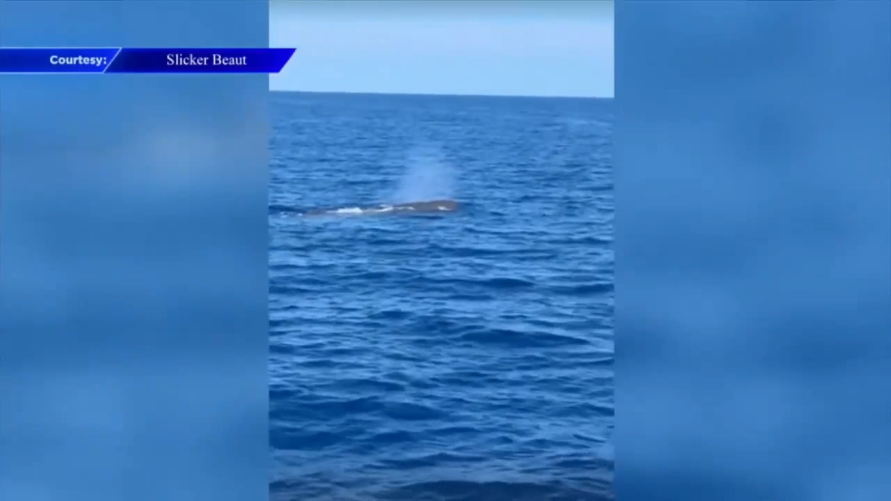 ‘It was impressive’: Boaters spot multiple whales off the coast of South Florida - WSVN 7News | Miami News, Weather, Sports | Fort Lauderdale